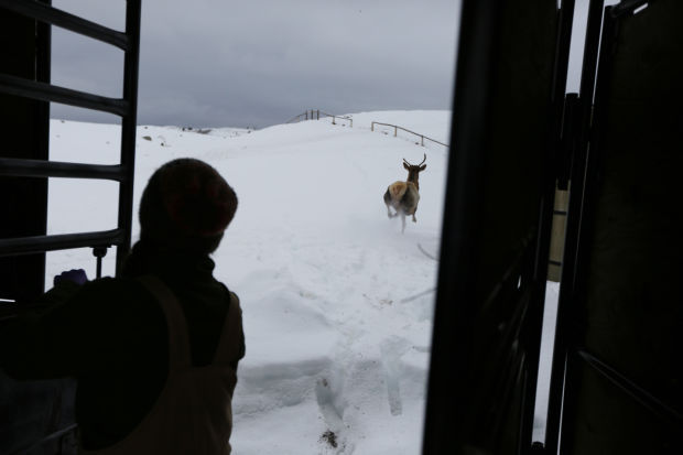 Elk Brucellosis Study